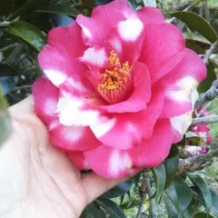 椿・春日野 大苗 樹高のみ80㌢ - メルカリ