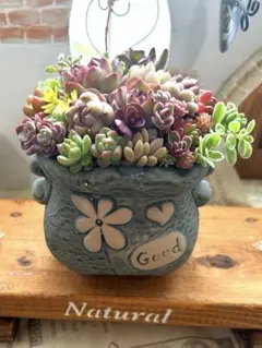 ❤️多肉植物そのまま飾れる寄植え❤️可愛い韓国鉢❤️