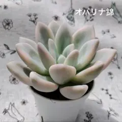 2026年最新】多肉 オパリナ錦の人気アイテム - メルカリ