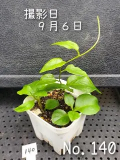 おかわかめ の 苗 です (No.132) 栽培用 苗 むかご 2026年最新】おかわかめ むかごの人気アイテム - メルカリ