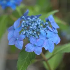ヤマアジサイ 藍姫　樹木　宿根草　山野草のサムネイル