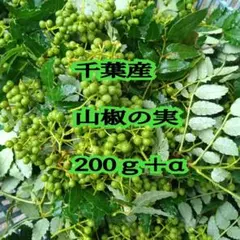 千葉産山椒の実200ｇのサムネイル