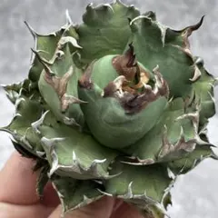 2026年最新】アガベ陽炎の人気アイテム - メルカリ