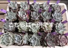 多肉植物 SIMIJIMI苗♡抜き苗セット - メルカリ