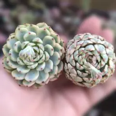 2026年最新】多肉植物錦の人気アイテム - メルカリ