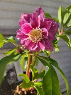 2026年最新】広瀬園芸クリスマスローズの人気アイテム - メルカリ