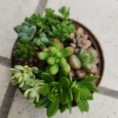 SALE❗️.:* ꕤ カット苗ꕤ*.゜多肉植物 ꕤ 韓国苗 ꕤ T65 ꕤ 在庫SALE カット苗 ꕤ 多肉植物 ꕤ 韓国苗 ꕤ 抜き苗 ꕤ№013 - メルカリ