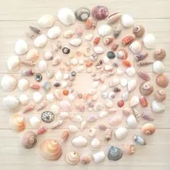 2026年最新】貝殻まとめ売りの人気アイテム - メルカリ