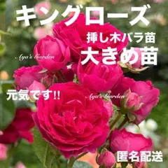 キングローズ（つるバラ・強健種）大きな挿し木バラ苗 ポットごと宅急便
