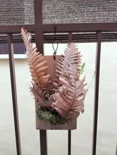 【新芽展開開始！】【板付】Y625 超激デカッ！！ドリナリア リギデュラ 現地球 新芽展開開始！】【板付】Y625 超激デカッ！！ドリナリア