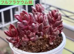 2026年最新】多肉 植物 抜き 苗の人気アイテム - メルカリ