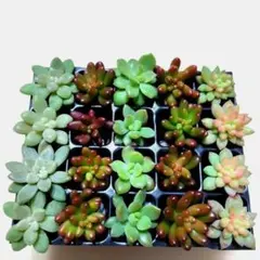 多肉植物　多肉弁当　多肉寄せ植え　多肉詰め合せ　多肉カット苗　多肉セット苗