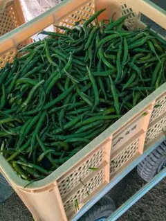 2025年最新】激辛青唐辛子の人気アイテム - メルカリ