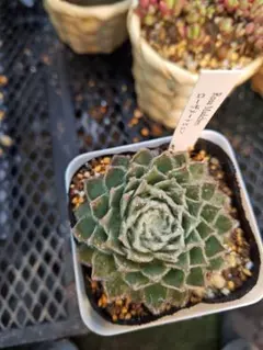 多肉植物 センペルビウム ダラス No.24【桃】 - メルカリ