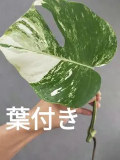 斑入りモンステラ ボルシギアナ ホワイトタイガー 茎挿し 茎伏せ