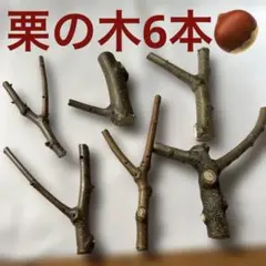 Item thumbnail for item c00eb620-76ad-4224-b130-1df69ff51527