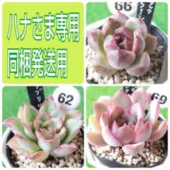 ハナさま同梱用 ポットごと発送！エケベリア 根付き 4種類