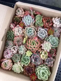 多肉植物・寄せ植え用カット苗のサムネイル