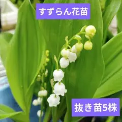 m’s様 リクエスト 2点 まとめ商品