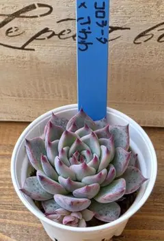 2026年最新】おらいさん苗 青札の人気アイテム - メルカリ