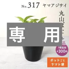 ポットごとヤマト便332】ヤマアジサイ 幼苗 富士の滝 - メルカリ