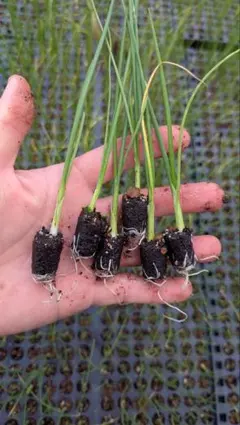 2025年最新】ホワイトベアー 玉ねぎの人気アイテム - メルカリ