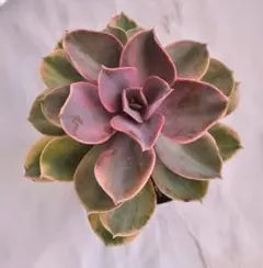 2025年最新】多肉アエオニウムの人気アイテム - メルカリ