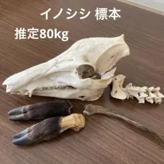 2026年最新】イノシシ 頭骨の人気アイテム - メルカリ