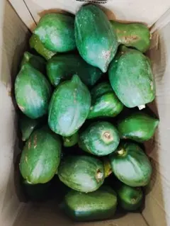 青パパイヤ 収穫したて　5kg超 青パパイヤ 収穫したて新鮮野菜5kg超 - メルカリ