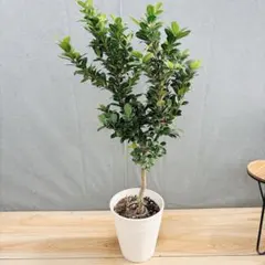 【現品】コルクの木　コルクガシ　樫の木　Quercus subur　8号　J2番 現品】コルクの木 コルクガシ 樫の木 Quercus subur 8号 J2番 - メルカリ