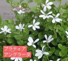 サワちゃん様 リクエスト 2点 まとめ商品