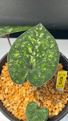 美葉錦 中型観葉植物のサムネイル