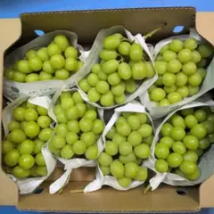 シャインマスカット 自宅で食べ放題❗️9月1日以降発送 - メルカリ