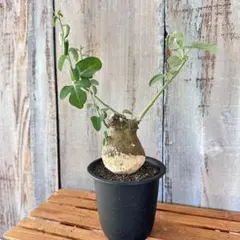 アデニア スピノーサ 2年管理 鉢ごと アデニア スピノーサ | GREEN LUCK