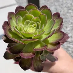 アエオニウム 蛍火粉黛花颜カット苗1頭 - メルカリ