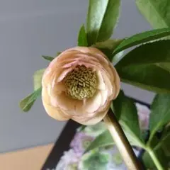 2026年最新】ウィンターシンフォニー クリスマスローズの人気アイテム