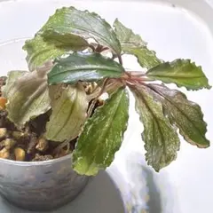 Bucephalandra sp.Variegata Hn:福袋CAKUMI - メルカリ