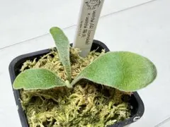 選抜 dwarf willinckii totoro × veitchii 陽炎 - メルカリ