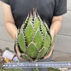 け*ん様 955 アガベ “ホリダ ”極上株 極上強刺 Agave Horrid - メルカリ