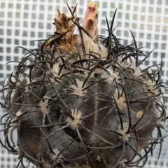 アリオカルプス カリフラワー 実生 抜き苗 検）コピアポア 黒王丸 葵大