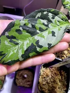 Aglaonema pictum TB便 正規タグ付き アグラオネマピクタム - メルカリ