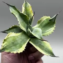 2025年最新】アガベ オバティフォリアの人気アイテム - メルカリ