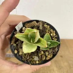 2025年最新】サンセベリア 子株の人気アイテム - メルカリ