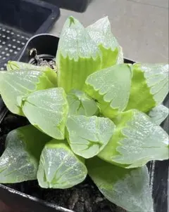 多肉植物　ハオルチア　氷城錦　巨大化　透明窓のサムネイル