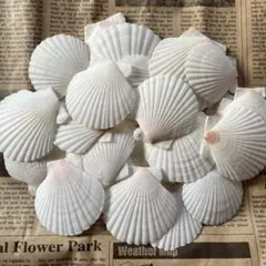 ホタテ貝殻（小）30枚