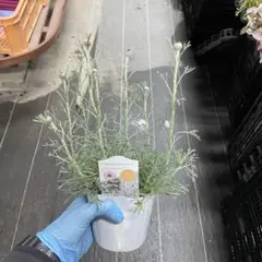 user_a50fc9e1様 リクエスト 2点 まとめ商品