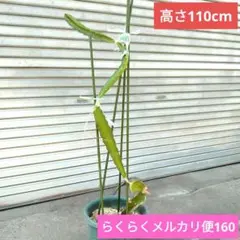 美味しい果実を収穫できます！育苗時間短縮が叶うドラゴンフルーツ長