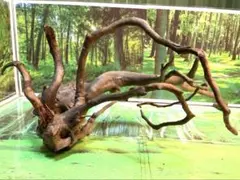 2026年最新】アク抜き済流木の人気アイテム - メルカリ