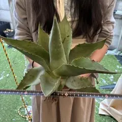 697 アガベ モンターナ イラン産 特選株 野性ロゼット 極上美株 - メルカリ