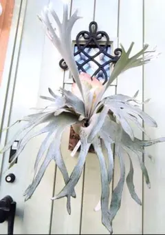 2025年最新】gizmo ビカクシダの人気アイテム - メルカリ